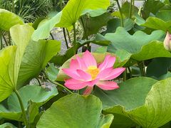 -一朵菌·野生菌探索家火锅(南亚店)