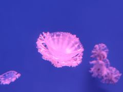-芜湖新华联大白鲸海洋公园