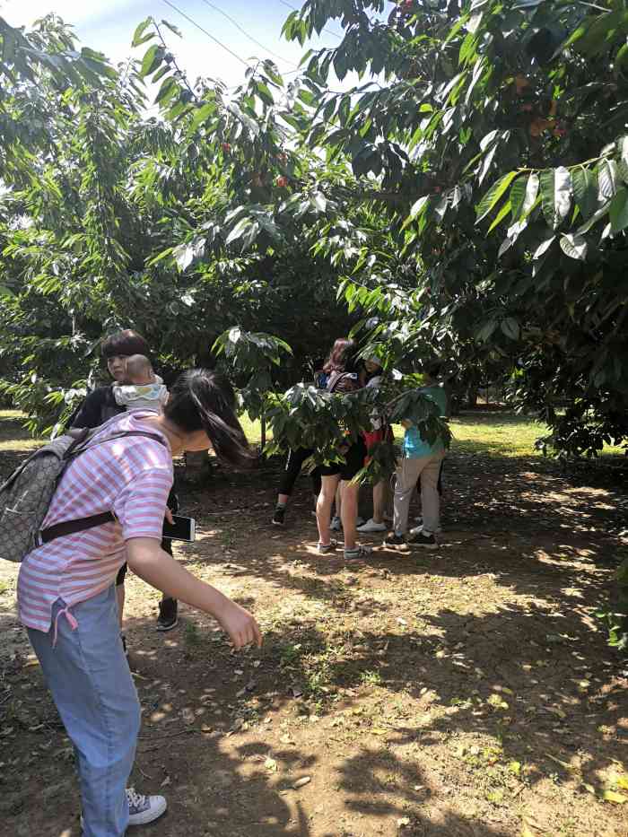 十三陵御路樱桃采摘园-"周末带着孩来摘樱桃 位置在十三陵附近 跟.