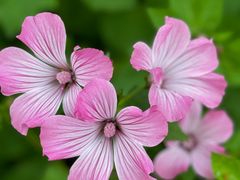 -春花秋色城市公园