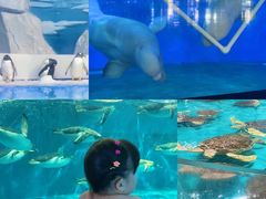 -泉城欧乐堡海洋极地世界