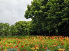 -上海共青森林公园