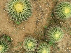 -松山湖梦幻百花洲