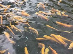 -丽江玉水寨