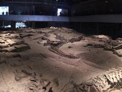 -自贡恐龙博物馆