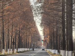 -黄海国家森林公园