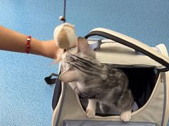 -创凡宠物医院·骨专科  猫科中心(西乡分院)