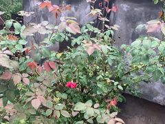 -花之城