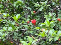 -昆山城市生态森林公园