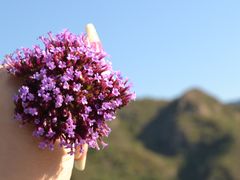 -紫海香堤香草艺术庄园