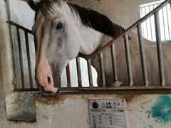 -月河湾马术俱乐部(朝阳店)