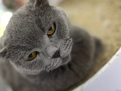 -喵的天空名猫咖啡馆·撸猫·猫舍·用品