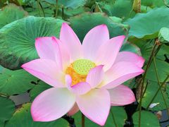 -厦门国家会计学院