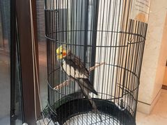 -上海崇明金茂凯悦酒店