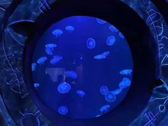 -迪拜帆船酒店海底餐厅