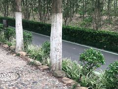 -合肥滨湖国家森林公园