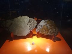 -紫金山天文台