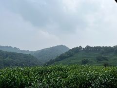 -阿巧茶庄