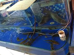 -小媳妇铁锅炖鱼(世博园店)