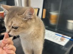 -琪喵猫屋·撸猫猫咖·猫舍