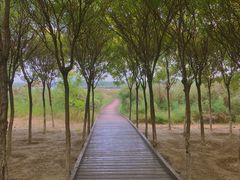 -西青郊野公园