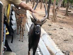 -清迈夜间动物园