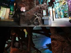 -正佳雨林生态植物园