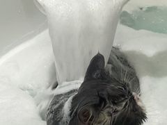 -FAELING PETS美天灵宠物(富力广场店)
