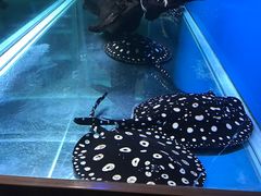 -御唐府海珊瑚主题餐厅