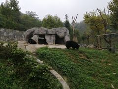 -都江堰中华大熊猫苑