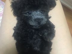 -美联众合动物医院·24h京西诊疗中心