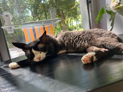 -琪喵猫屋·撸猫猫咖·猫舍