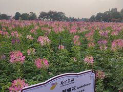 -荷兰花海