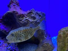 -上海海洋水族馆