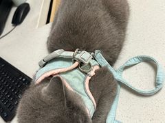 -瑞鹏宠物医院·骨科·猫科·内科(第一中心)