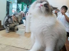 -李小姐の猫咖啡馆(五角场店)