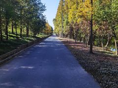 -上海长兴岛郊野公园