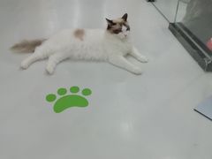 -糯米喵星人·撸猫猫舍咖啡馆(西市场嘉华店)