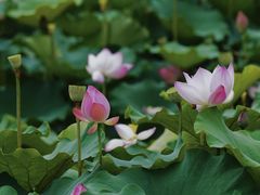 -长田漾湿地公园