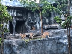 -清迈夜间动物园