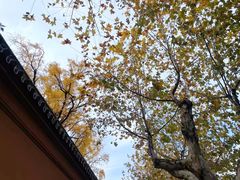 -苏州文庙(姑苏区)