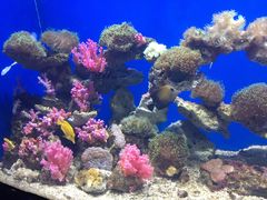 -烟台海昌鲸鲨海洋公园