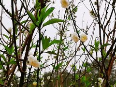 -南国桃园旅游度假区