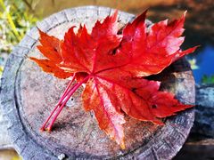 -华蓥山天意谷景区