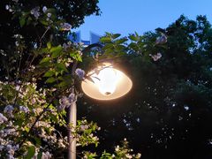 -静安公园(静安寺街道)
