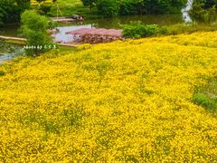 -良渚古城遗址公园