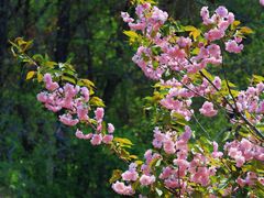 -长白岛森林公园