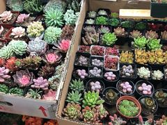 -本溪路花鸟市场(江浦路1709弄小区店)