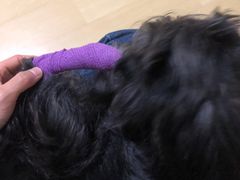 -艾贝尔宠物医院·狂犬免疫点(江山金象城店)