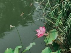 -什刹海